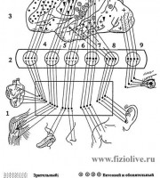 Руководство по эксплуатации Mazda 5